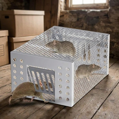 Mouse trap cage in basement