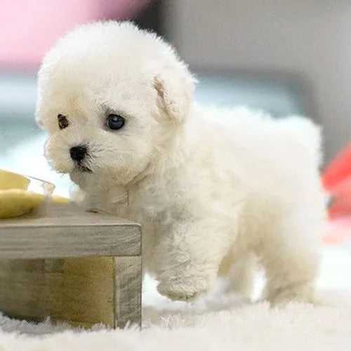 Cuddly Interactive Plush Puppy
